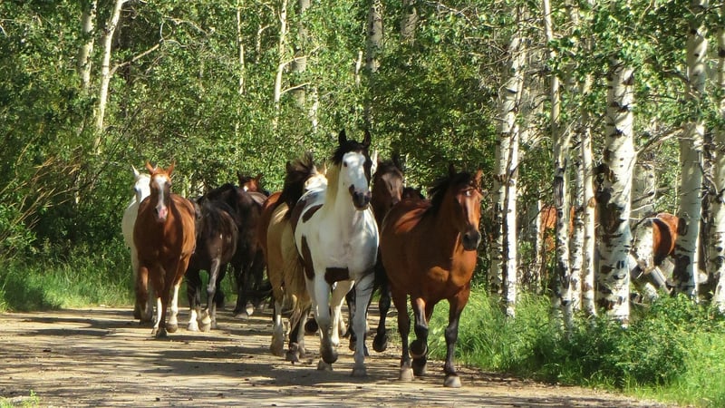 Aspen, Colorado
